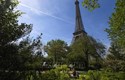 Pháp hủy bỏ kế hoạch chặt cây và xây cửa hàng dưới chân Tháp Eiffel