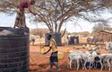 Ngăn chặn nạn đói ở vùng Sừng châu Phi