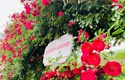 Hồng leo đỏ rực thung lũng hoa hồng Fansipan mùa tháng 5