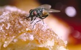 Sự thật 'kinh khủng' xảy ra khi ruồi đậu trên thức ăn 