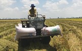 Làm giàu trên “lưng” người trồng lúa