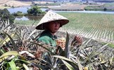 Dứa Việt thối đầy đồng không ai ăn, dân săn dứa ngoại đắt gấp 75 lần