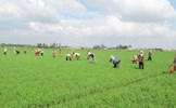 Tích tụ và tập trung đất đai để phát triển nền nông nghiệp hàng hóa lớn ở Kiên Giang
