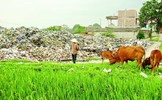 Ô nhiễm môi trường - Vấn đề cấp bách cần được quan tâm trong xây dựng nông thôn mới hiện nay
