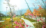 Mãn nhãn rừng hoa đào như cổ tích tại Sun World Fansipan Legend
