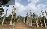 Thủ đoạn hô biến rừng cây cổ thụ (Bài 2): Vào thủ phủ “bắt sống lão mộc tinh” từ rừng về nhà