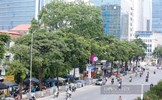 Thay thế 80 cây hoa sữa trên đường Nguyễn Chí Thanh bằng loại cây nào? 