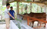Yên Lập, Phú Thọ: Nhiều cá nhân vươn lên thoát nghèo