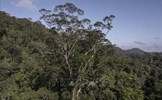 Các nhà khoa học lần đầu đến được cây cao nhất trong rừng Amazon