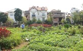 “Nông thôn hóa đô thị” vì nỗi lo thực phẩm bẩn