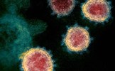 Vì sao truy tìm nguồn gốc virus SARS-CoV-2 giống như “mò kim đáy bể“?