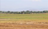 Dự kiến từ 51.000 - 70.000 ha ở Nam Trung Bộ cần điều chỉnh sản xuất do hạn hán