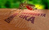 Virus Zika gây nguy hiểm như thế nào khi truyền từ mẹ sang con?