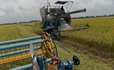 Việt Nam sắp vượt Thái Lan trở thành nhà xuất khẩu gạo lớn thứ hai thế giới