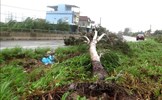 Quảng Ngãi thiệt hại nặng về tài sản do bão số 9