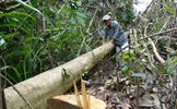 Phú Yên chính thức chấm dứt Dự án chuyển đổi 463 ha rừng sang mục đích khác không phải lâm nghiệp