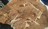 Hóa thạch hé lộ về bệnh tật của khủng long thời tiền sử