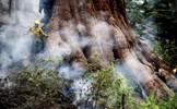 Những cây cự sam lớn nhất thế giới thoát khỏi 'giặc lửa'
