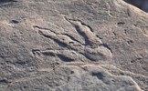 Lần đầu tiên phát hiện dấu chân khủng long tại Lạc Sơn, Trung Quốc