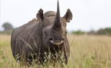 Trên 2.700 con tê giác bị săn bắn tại châu Phi từ 2018 - 2021