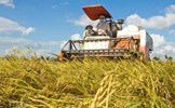 Phát triển thị trường quyền sử dụng đất nông nghiệp: Thúc đẩy tích tụ, tập trung ruộng đất, hướng đến nền nông nghiệp sản xuất hàng hóa lớn