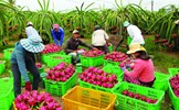 Tinh thần doanh nghiệp - Giá trị mới của nông dân Việt Nam