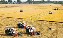Nông nghiệp hữu cơ: Thực trạng và một số hướng phát triển tại Việt Nam