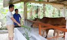 Yên Lập, Phú Thọ: Nhiều cá nhân vươn lên thoát nghèo
