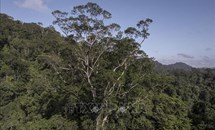 Các nhà khoa học lần đầu đến được cây cao nhất trong rừng Amazon