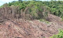 Suy thoái rừng trên thế giới - Thực trạng và giải pháp