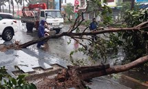 Bão số 12 quật đổ cây, gây ngập úng ở Phú Yên
