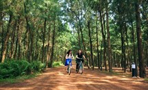 Những rừng thông đẹp nhất miền Bắc Việt Nam