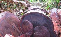 Phát hiện số lượng lớn gỗ nghiến tàng trữ trái phép ở Hà Giang