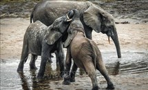 Các nước châu Phi cảnh báo về nguy cơ tuyệt chủng của loài voi rừng