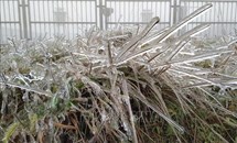 Lạng Sơn: Băng giá đông kết cửa nhà, phủ kín cây cỏ trên đỉnh Mẫu Sơn