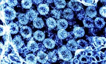 Các biến thể mới của virus SARS-CoV-2 có thực sự đáng quan ngại?