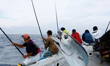 Lời cảnh báo về khí hậu đằng sau cân nặng bất thường của cá ngừ Nhật Bản