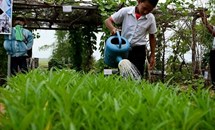 Vườn rau sân trường ươm mầm kỹ năng sống cho học sinh Campuchia