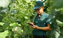 Cho thuê quyền sử dụng đất nông nghiệp: Nhìn từ thực tiễn tỉnh Hà Nam (kỳ 2)