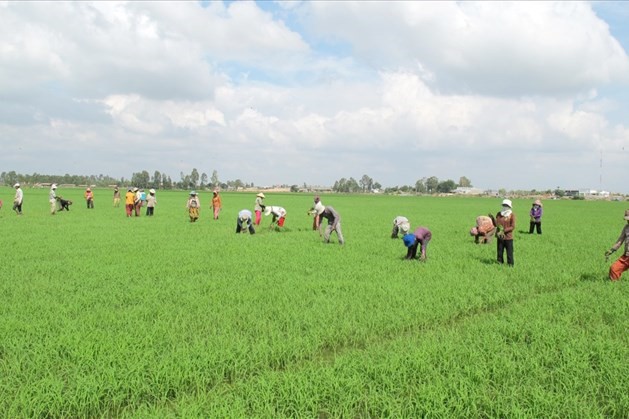 Sản xuất nông nghiệp ở vùng ĐBSCL, trong đó có Kiên Giang cần tích tụ ruộng đất để làm ăn lớn. Ảnh minh họa - Nguồn: Lao động
