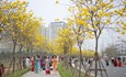 Độc lạ con đường hoa phong linh đẹp như tranh vẽ ở Hà Nội