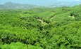 Đẩy lùi tình trạng mất rừng, suy thoái rừng và đất tại Việt Nam 