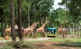 Độc đáo “bản giao hưởng hoang dã” tại Vinpearl Safari Phú Quốc