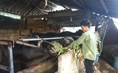 Đồng bào DTTS ở Đồng Hỷ, Thái Nguyên thoát nghèo nhờ các mô hình kinh tế bền vững