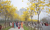 Độc lạ con đường hoa phong linh đẹp như tranh vẽ ở Hà Nội