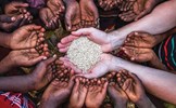 Nguy cơ mất an ninh lương thực toàn cầu